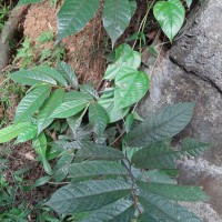 Uvaria sphenocarpa Hook.f. & Thomson